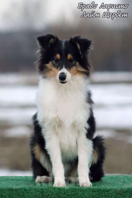 Собаки в Рязани: Большой выбор щенков шелти. Девочка, 80 000 руб. - фото 7