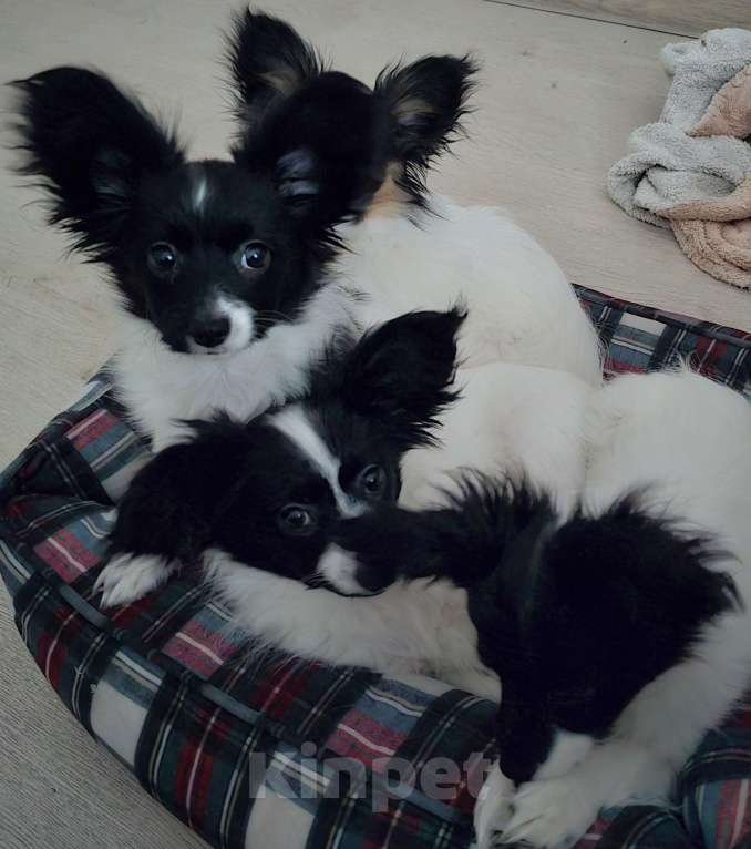 Собаки в других городах Московской области: Папильон мальчик Мальчик, 15 000 руб. - фото 2