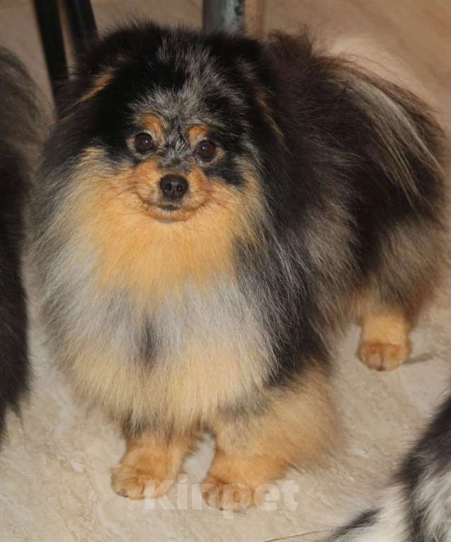 Собаки в Раменском: Мальчик Федя Мальчик, 25 000 руб. - фото 3