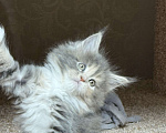 Кошки в Новосибирске: Мейкун  Девочка, Бесплатно - фото 2