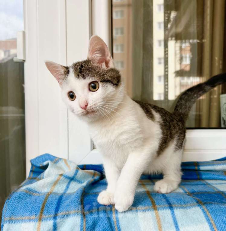 Кошки в Москве: Котенок Лазерь - лучистое счастье в добрые руки Мальчик, Бесплатно - фото 5