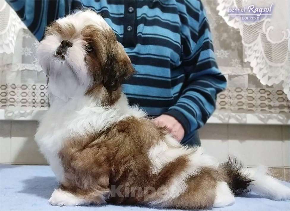 Собаки в Москве: Ши-тцу красивый мальчик. Мальчик, Бесплатно - фото 2