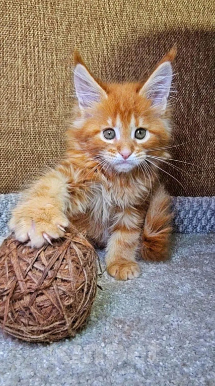 Кошки в Выборге: Рыжие девочки породы мейн-кун Девочка, 20 000 руб. - фото 1
