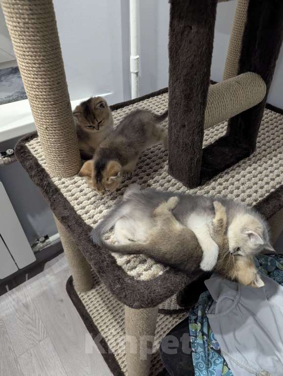 Кошки в Подольске: Британские котята Разнополые, 20 000 руб. - фото 7