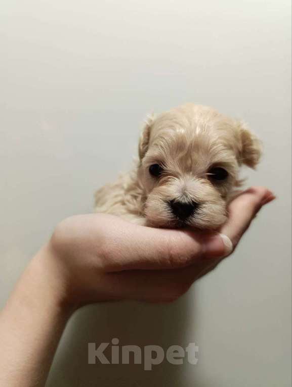 Собаки в Новосибирске: Мальтипу Девочка, 100 000 руб. - фото 4