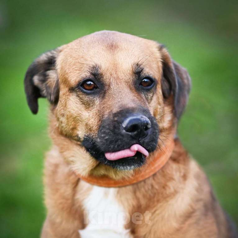 Собаки в Раменском: Шикарный рыжий пёс Тайф в добрые руки Мальчик, Бесплатно - фото 8