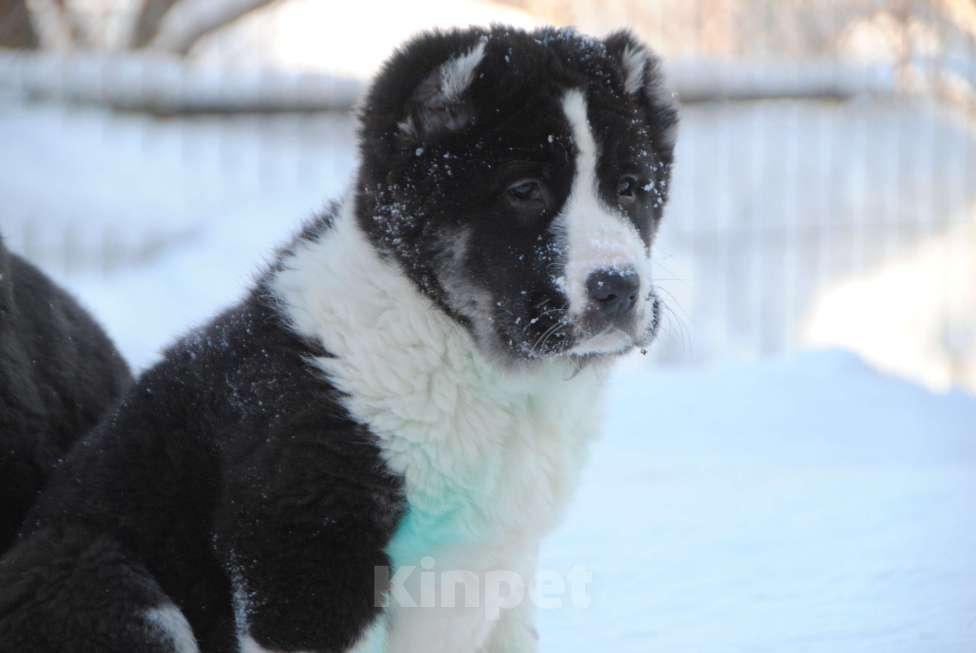 Собаки в Москве: Чёрная девочка САО Девочка, Бесплатно - фото 2
