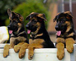Собаки в Котельнике: Красивые щенки, 35 000 руб. - фото 3