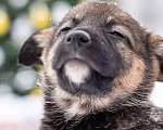 Собаки в Москве: Бесподобные щенки, мальчики и девочки в добрые руки Мальчик, Бесплатно - фото 6