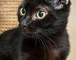 Кошки в Малоархангельске: Басенька славная котейка, 100 руб. - фото 1
