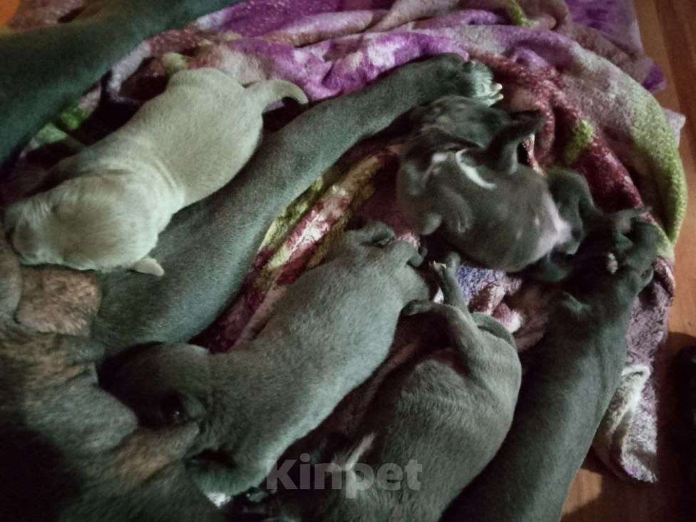 Собаки в других городах Ростовской области: Продаются щенки Кане-Корсо породистые Девочка, 20 000 руб. - фото 4