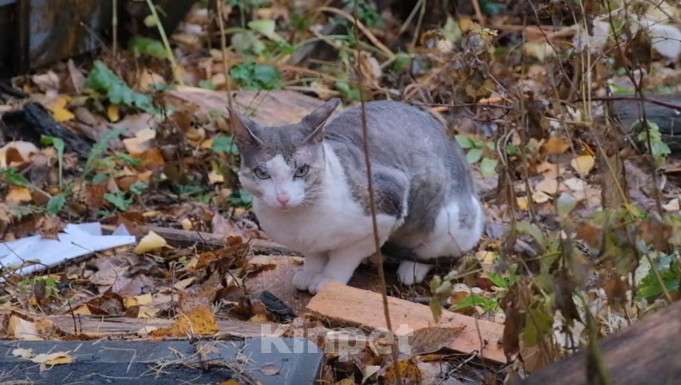 Кошки в Нижнем Новгороде: Кот сфинкс в добрые руки Мальчик, Бесплатно - фото 2