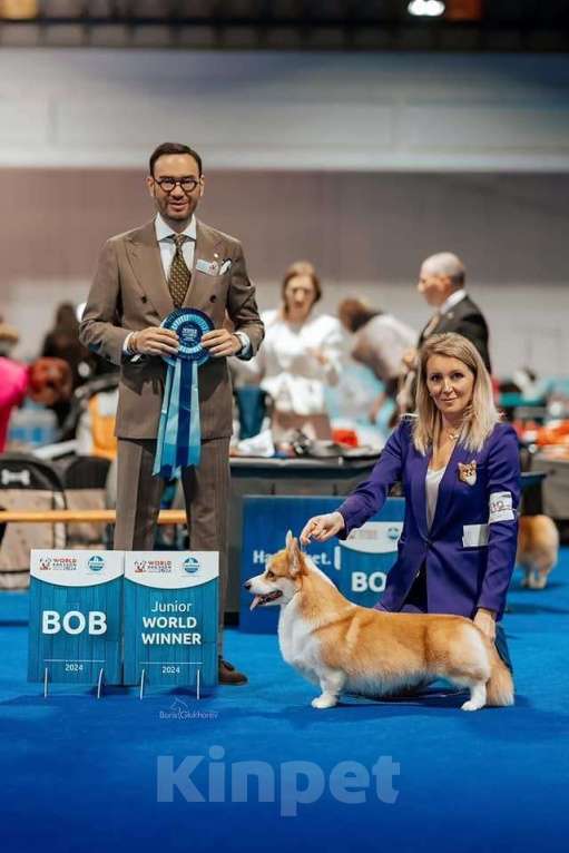 Собаки в Москве: Щенки Корги от Юного Чемпиона Мира Разнополые, 70 000 руб. - фото 2