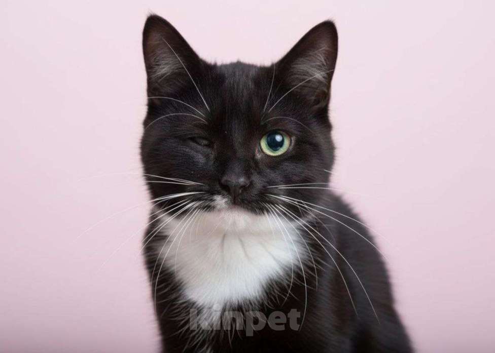 Кошки в Москве: Паприка ищет дом Девочка, Бесплатно - фото 1