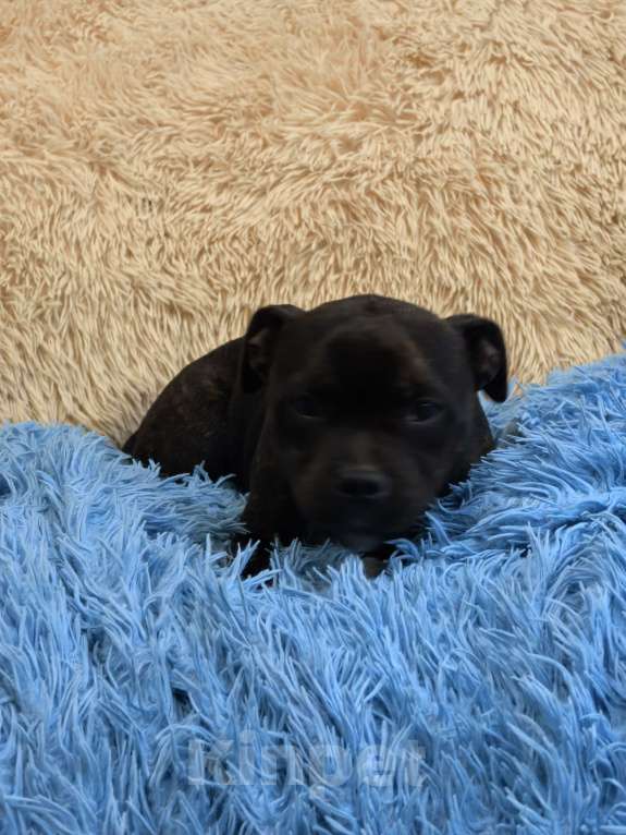 Собаки в Краснодаре: Предлагаю щенков стаффордширского бультерьера Девочка, Бесплатно - фото 6