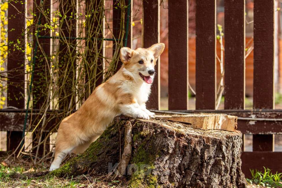 Собаки в Москве: Рыжая девчонка Девочка, 60 000 руб. - фото 3