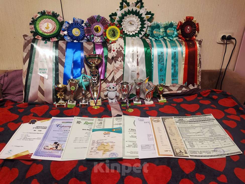 Кошки в Москве: Ищем кота породы Эльф для вязки Девочка, Бесплатно - фото 7