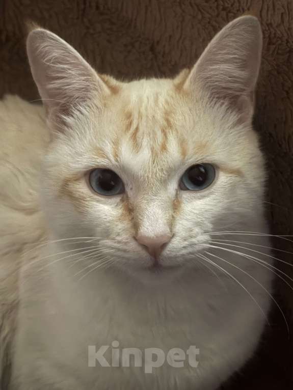 Кошки в Ростове-на-Дону: ПРОПАЛ КОТ !!! В районе частного сектора на Чкаловском Мальчик, Бесплатно - фото 2