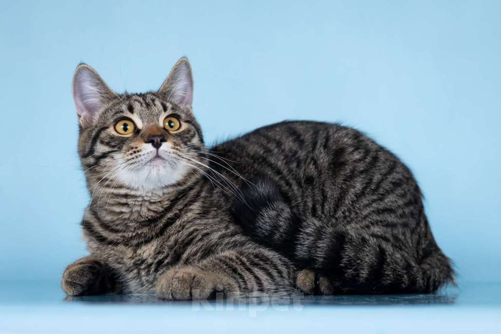 Кошки в Москве: Кокос в поиске дома Мальчик, Бесплатно - фото 3