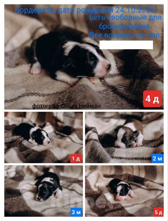 Собаки в Красноярске: продам щенка Бордер Колли Девочка, 110 000 руб. - фото 2