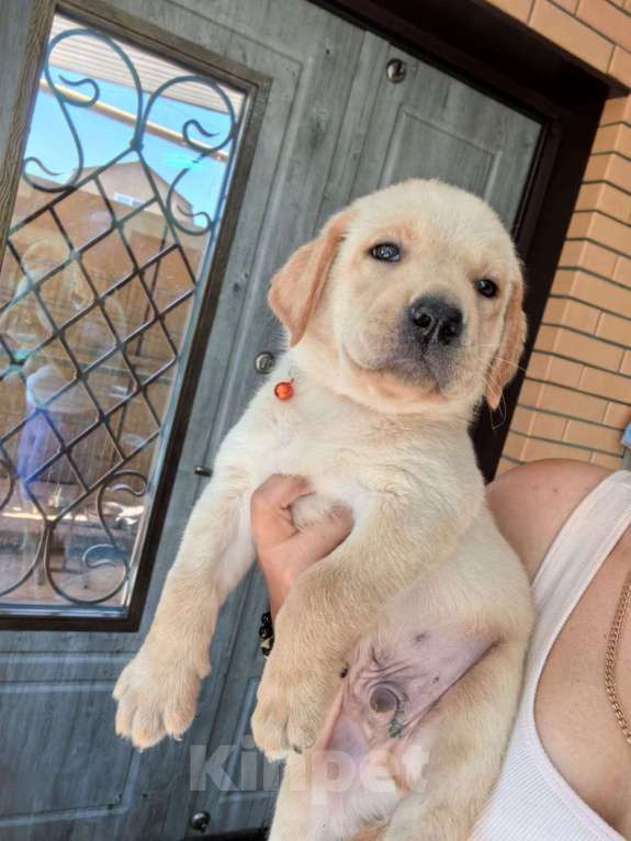 Собаки в Краснодаре: Щенок лабрадора  Мальчик, 35 000 руб. - фото 2