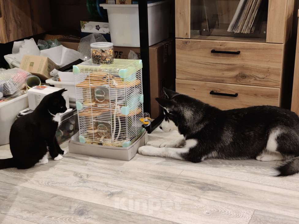 Собаки в Туле: Хася девочка в добрые руки  Девочка, Бесплатно - фото 3