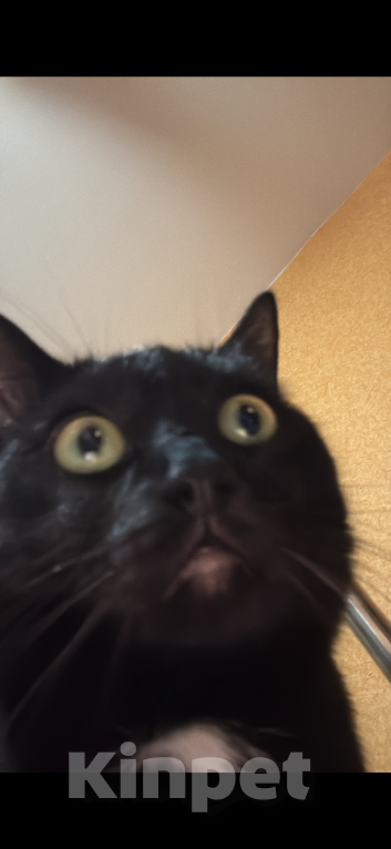 Кошки в Мурином: Пропала кошка Девочка, 10 000 руб. - фото 3