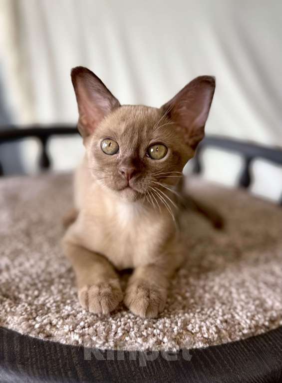 Кошки в Москве: Бурманская девочка Диор. Бронирование! Девочка, 65 000 руб. - фото 1