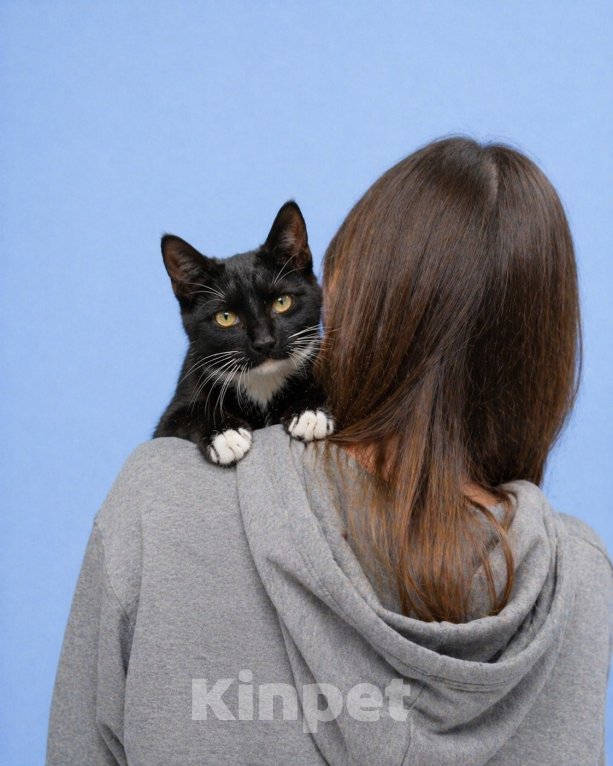 Кошки в Москве: Крошику нужен дом Мальчик, Бесплатно - фото 3