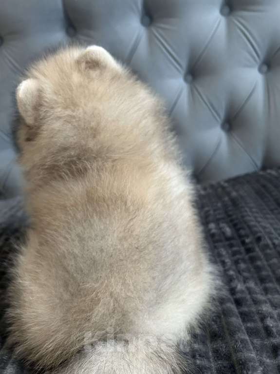 Собаки в Новосибирске: Немецкий шпиц, щенок. Мальчик, 32 000 руб. - фото 4