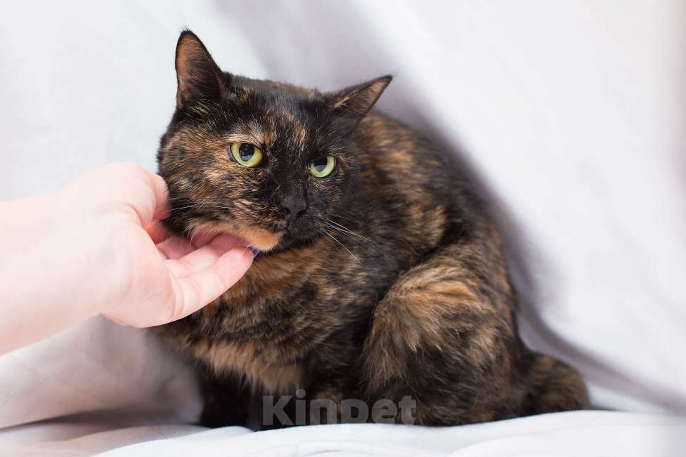 Кошки в Москве: Заколдованная кошка Зена Девочка, 1 руб. - фото 2