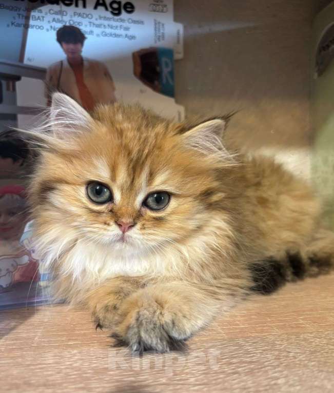 Кошки в Москве: Шотландская девочка Девочка, 35 000 руб. - фото 3