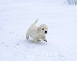 Собаки в Москве: Щенки золотистого ретривера Девочка, 100 000 руб. - фото 2