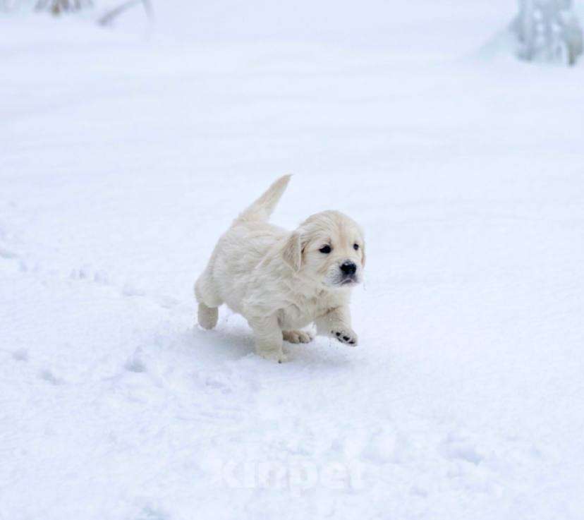 Собаки в Москве: Щенки золотистого ретривера Девочка, 100 000 руб. - фото 2
