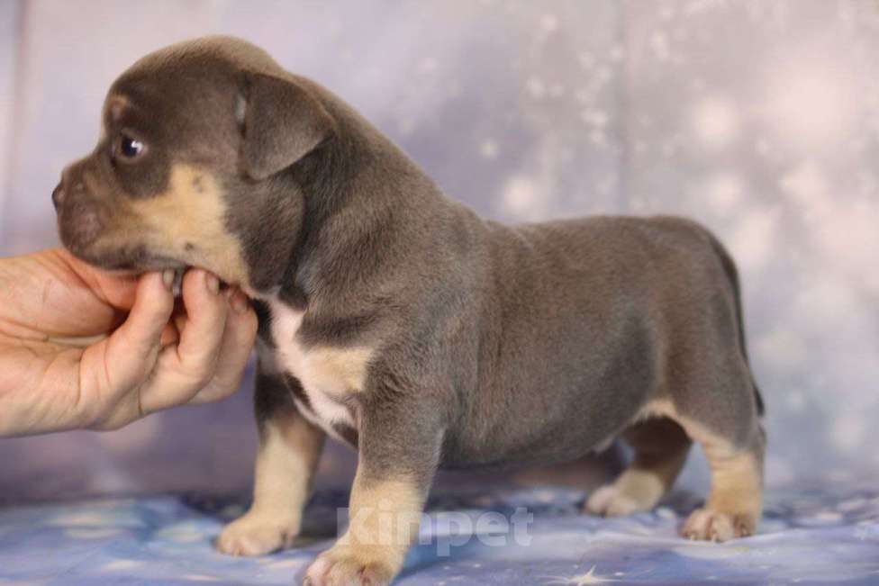 Собаки в Всеволожске: ММ ДОН РАМОН Мальчик, Бесплатно - фото 1