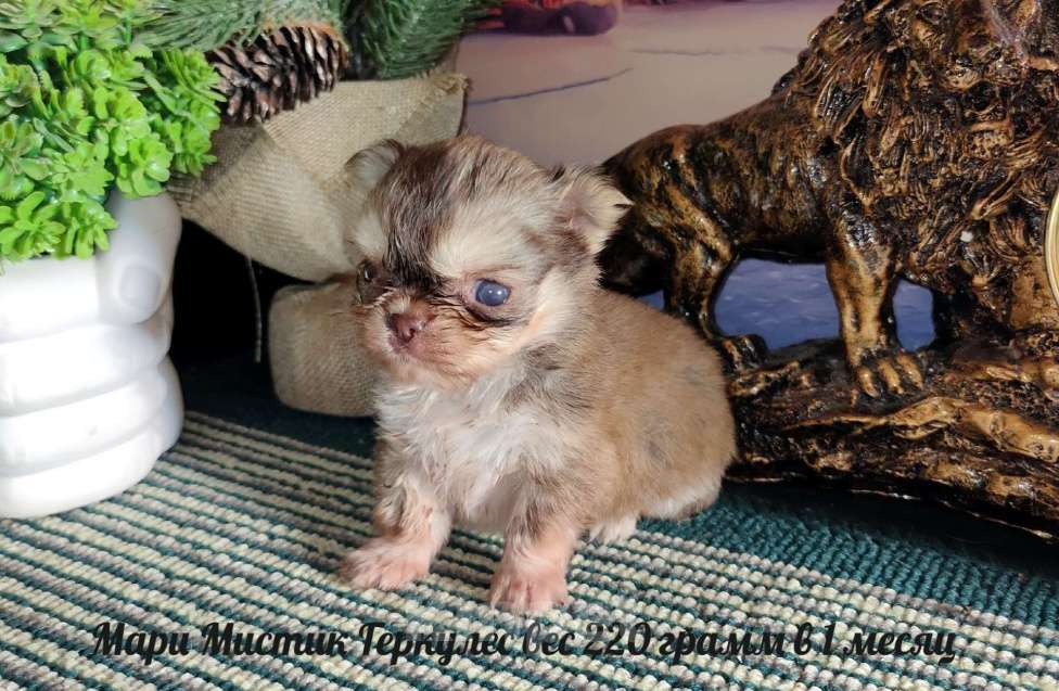 Собаки в Санкт-Петербурге: Микро чихуахуа 220 грамм Геркулес Мальчик, 150 000 руб. - фото 2