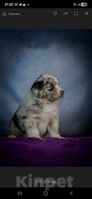 Собаки в Санкт-Петербурге: Щенок австралийской овчарки  Мальчик, Бесплатно - фото 1