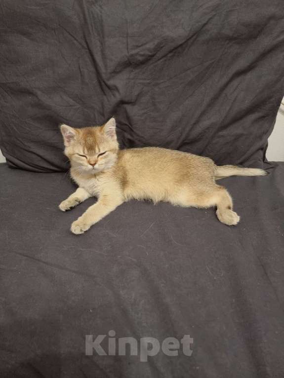 Кошки в Москве: Золотая шиншилла  Девочка, 20 000 руб. - фото 9