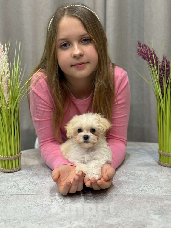 Собаки в Москве: Мальтипу девочка 1 Девочка, 180 000 руб. - фото 9