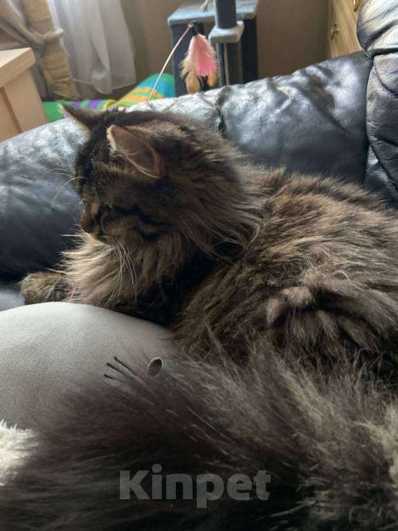 Кошки в Москве: Молодой роскошный ласковый котик! Мальчик, 10 руб. - фото 4