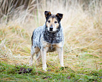 Собаки в Химках: Тино пес из приюта Мальчик, Бесплатно - фото 2