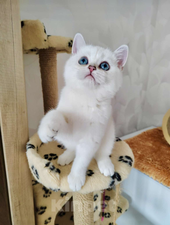 Кошки в Нижнем Новгороде: Синеглазая Девочка, 30 000 руб. - фото 3