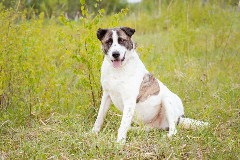 Собаки в Москве: Супер-ласковый парень в добрые руки! Мальчик, Бесплатно - фото 3