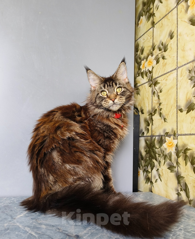 Кошки в Москве: Котёнок Мейн-кун Девочка Девочка, 40 000 руб. - фото 8