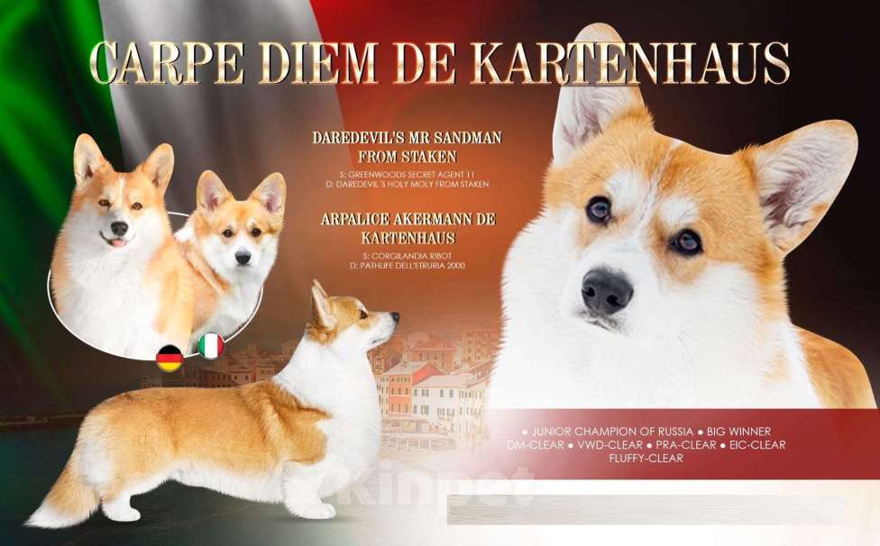 Собаки в Москве: кобель Вельш корги Пемброк для племенного использования из Италии Мальчик, Бесплатно - фото 1