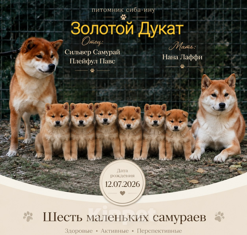 Собаки в Челябинске: Щенки Сиба ину Разнополые, 40 000 руб. - фото 1