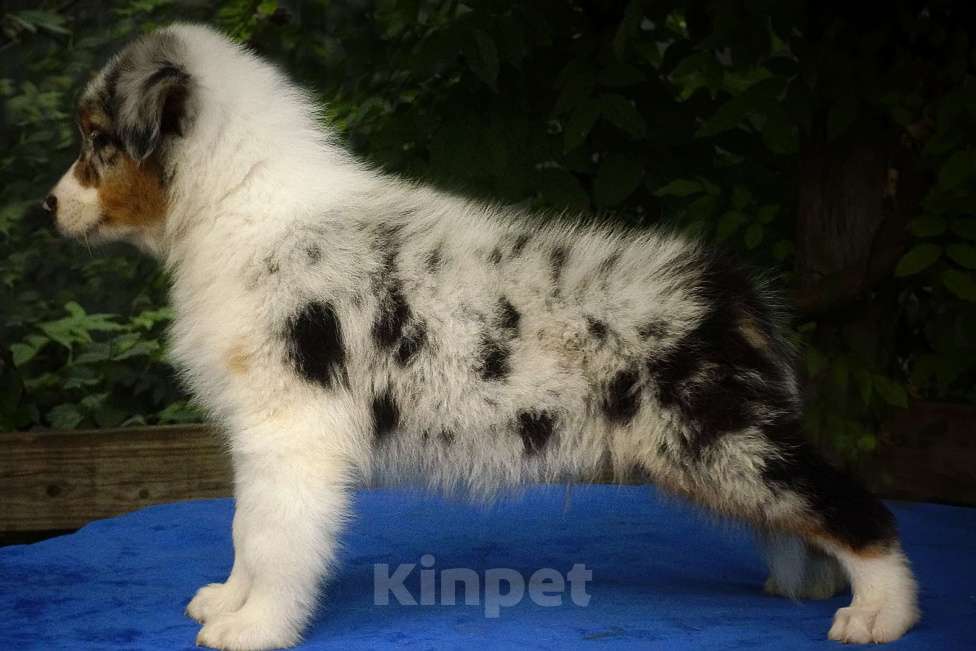 Собаки в Ростове-на-Дону: Щенки австралийской овчарки Мальчик, 60 000 руб. - фото 3