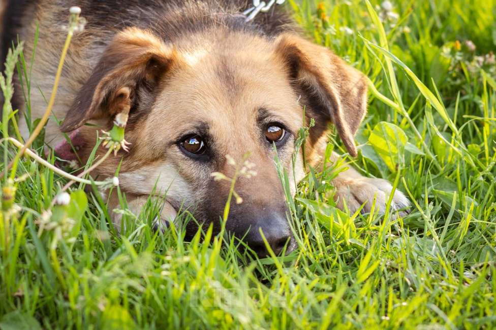 Собаки в Москве: Метис в добрые руки! Девочка, очень умная Девочка, Бесплатно - фото 8