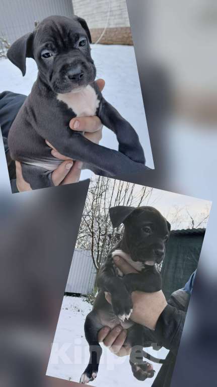 Собаки в других городах Краснодарского края: Американский стаффордширский терьер щенок  Мальчик, 10 000 руб. - фото 1