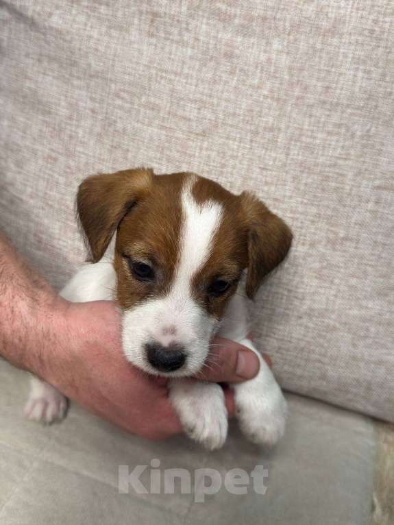 Собаки в Новосибирске: чистокровные щеночки джек рассел терьер Мальчик, 20 000 руб. - фото 6